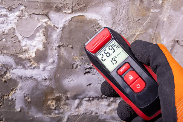Best White Mold Remediation in Clay, AL
