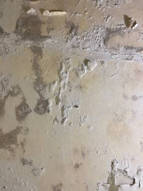 Clay, AL Mold Removal Pros