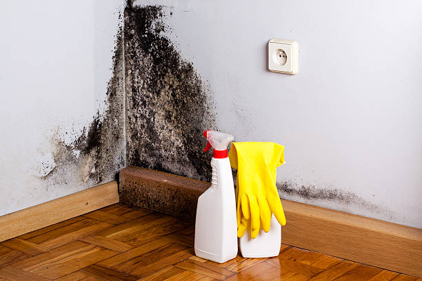 Best Residential Mold Remediation in Clay, AL