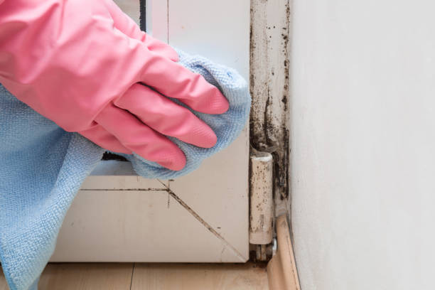 Best Basement Mold Remediation in Clay, AL